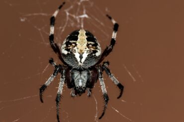 A spider with intricate patterns